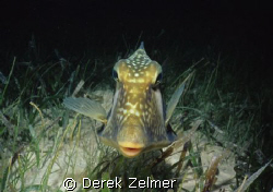 Trunkfish in night colors, Graham's Harbor, San Salvador ... by Derek Zelmer 